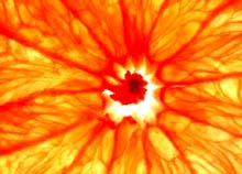 продукты питания для похудения