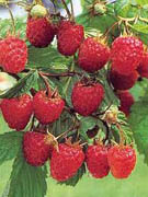 выращивание малины выращивание малины