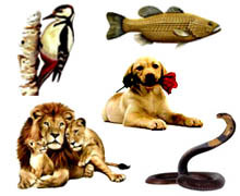 уроки успеха у животных уроки успеха у животных