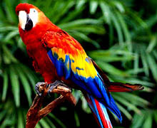 подбор цветов онлайн