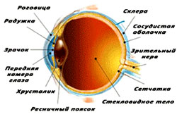 строение глаза