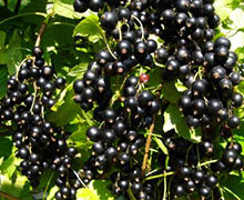 выращивание смородины