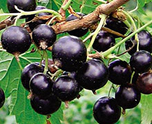 вырастить смородину