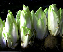 выращивание цикория