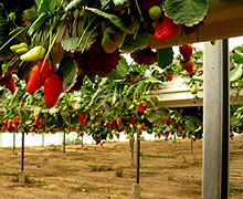 выращивание клубники по голландской технологии