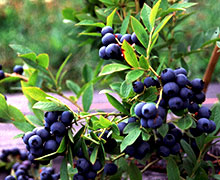 выращивание голубики