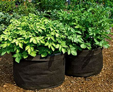 картофель в бочках