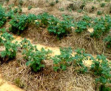 выращивание картофеля под соломой