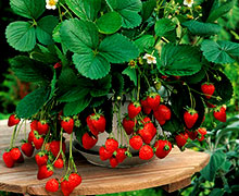 клубника на балконе