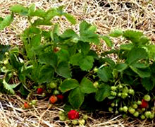 выращивание клубники в открытом грунте