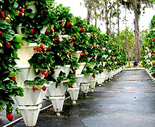 клубника на вертикальных грядках