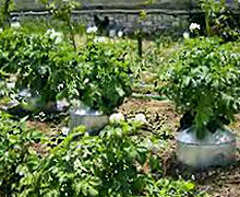 новый метод выращивания картофеля