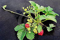 размножение клубники усами