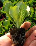 рассада салата Айсберг