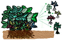 размножение клубники делением