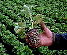 размножение клубники