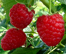 размножение малины