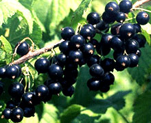 размножение смородины