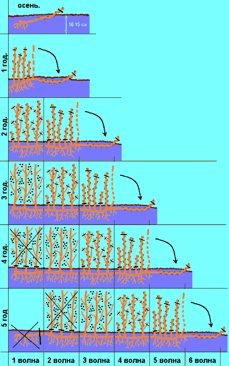 технология выращивания смородины
