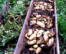 картофель на узких грядках