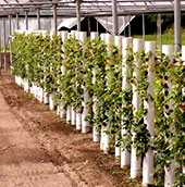 вертикальная грядка из пластиковых труб