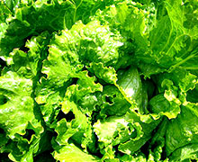 виды салата