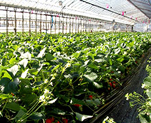 выращивание клубники в теплице