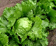 выращивание салата Айсберг