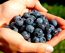 выращивание черники