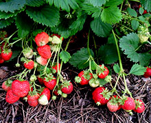 выращивание клубники в открытом грунте