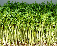 выращивание кресс-салата