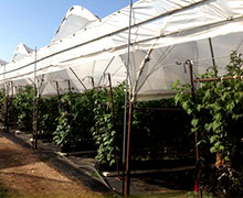 выращивание малины