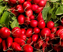 выращивание редиски