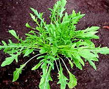 выращивание руколы