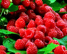 выращивание малины