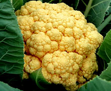 выращивание цветной капусты