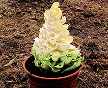 как вырастить семена капусты