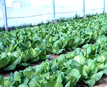 выращивание капусты в теплице