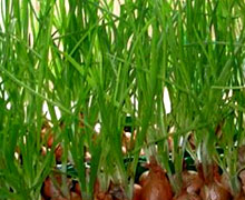 выращивание зеленого лука