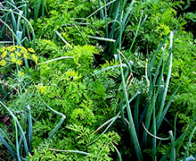 выращивание моркови вместе с луком