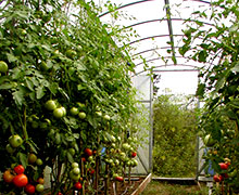 выращивание помидоров в теплице