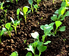 выращивание рассады капусты