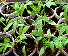 выращивание рассады помидоров