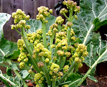 семена цветной капусты