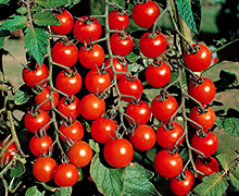 выращивание помидоров Черри
