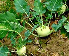 выращивание кольраби