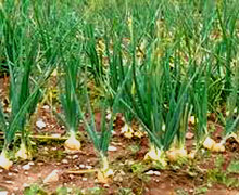 выращивание репчатого лука