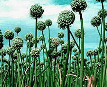 выращивание лука на семена