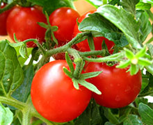выращивание помидоров