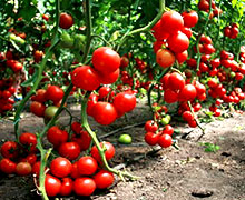 выращивание помидоров в открытом грунте